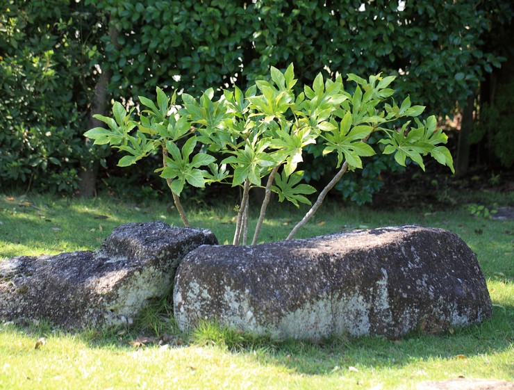 Merawat aralia di kebun