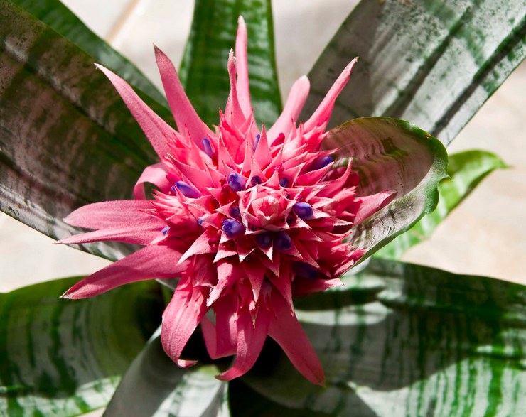 Bromeliad: hemvård, transplantation och reproduktion