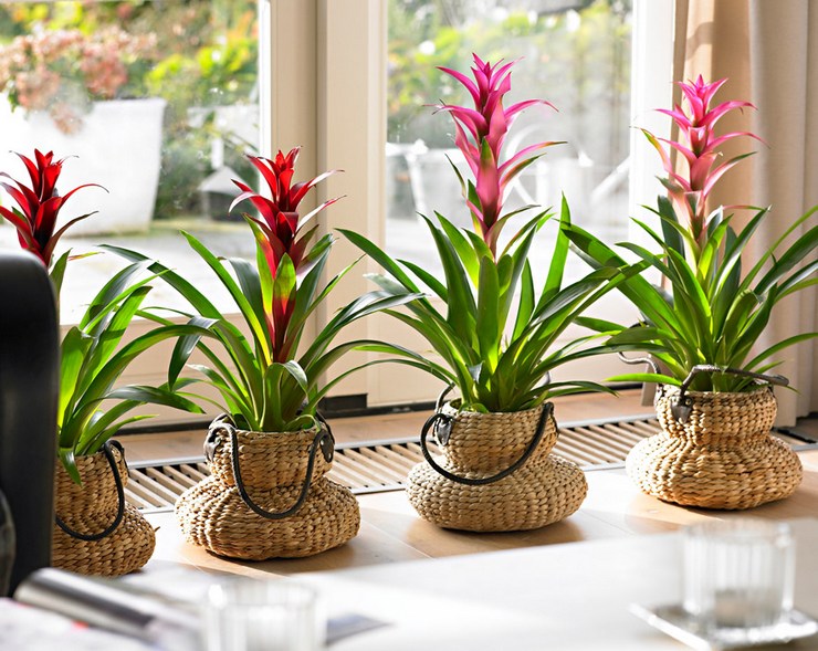 Hemvård för bromelia