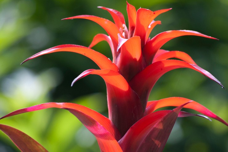 Spesies dan jenis bromeliad