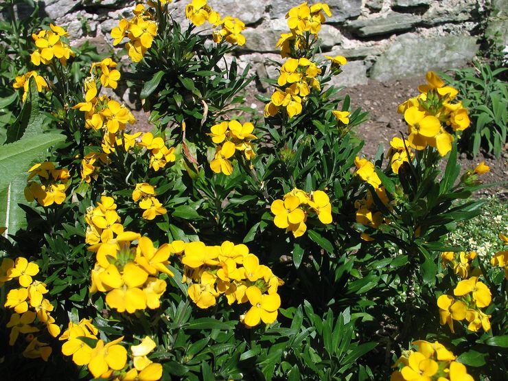 Penjagaan penyakit kuning di kebun