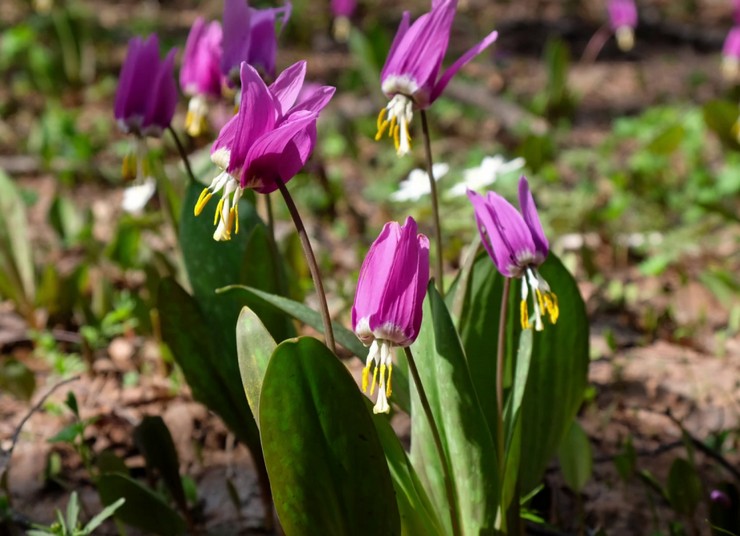 Plantering av erytronium i öppen mark