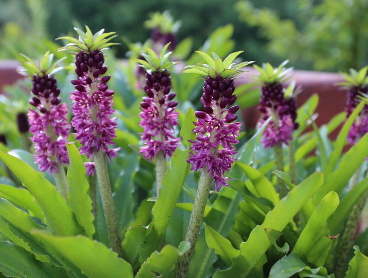 Eukomis: menanam dan merawat di ladang terbuka, penanaman, foto dan spesies