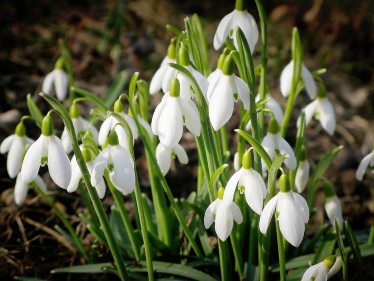 Snödroppe: plantering och vård i det öppna fältet, odling, foton och arter