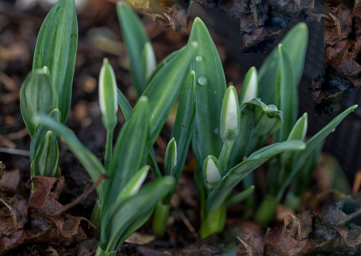 Plantering av snödroppar i öppen mark