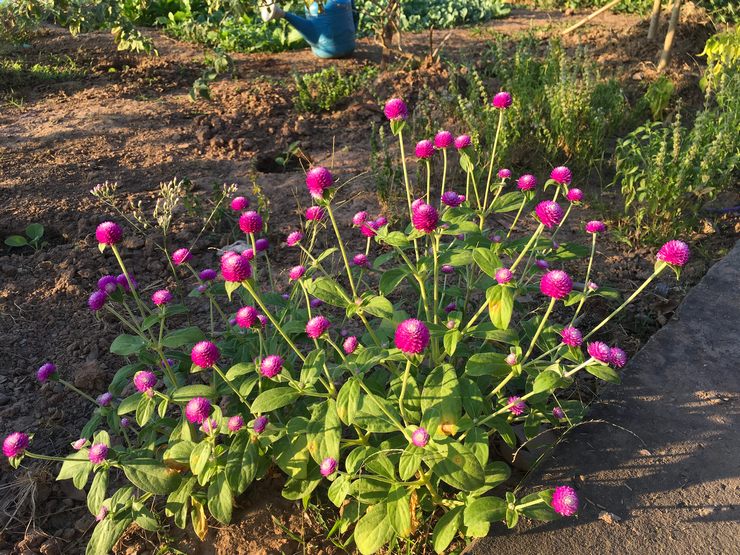 Plantera gomphren i öppen mark