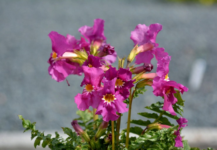 Incarvillea: penanaman dan perawatan di ladang terbuka, penanaman, foto dan spesies