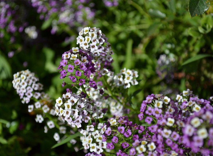 Lobularia: plantering och vård i det öppna fältet, växer från frön, foton och arter