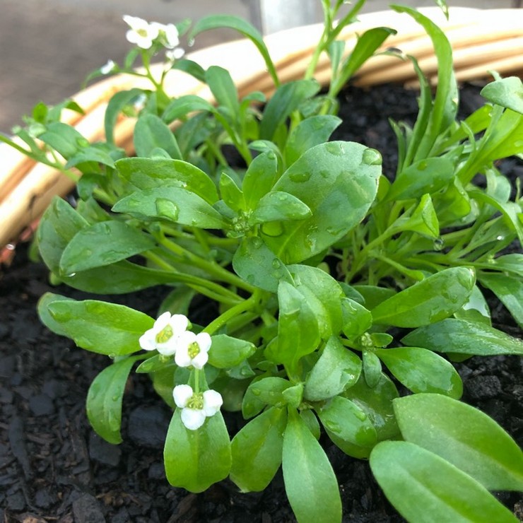 Plantering av lobularia i öppen mark