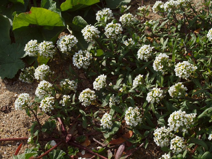 Typer och sorter av lobularia