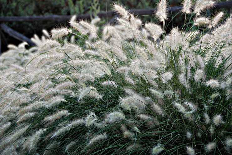 Pennisetum: plantering och vård i det öppna fältet, odling, foton och arter