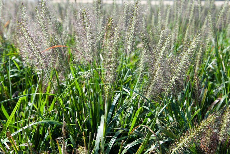 Menanam pennisetum di tanah terbuka