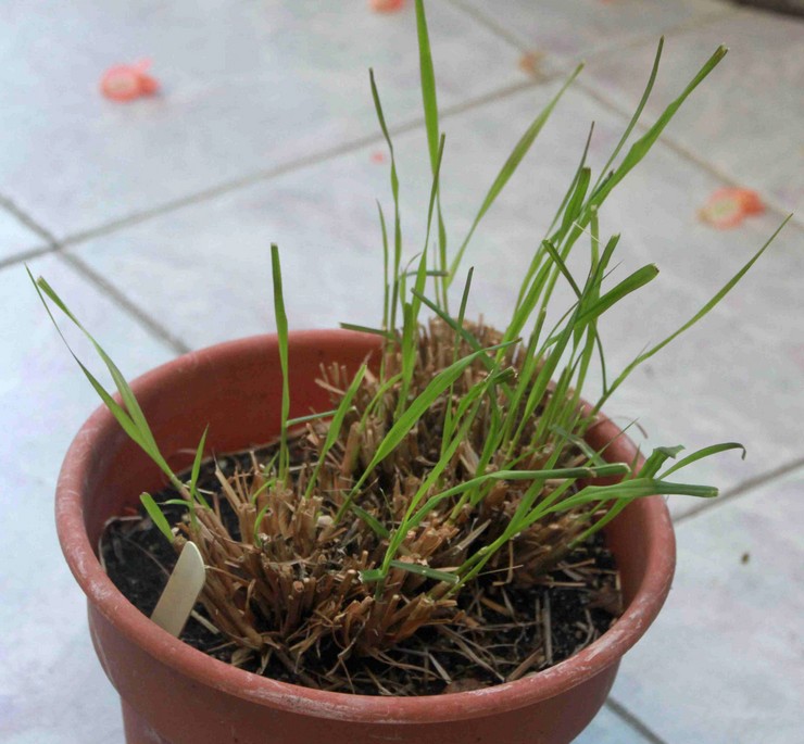 Tumbuh pennisetum dari biji