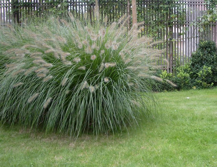 Penjagaan taman Pennisetum