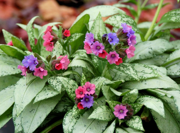 Lungwort: plantering och vård i det öppna fältet, medicinska egenskaper och kontraindikationer