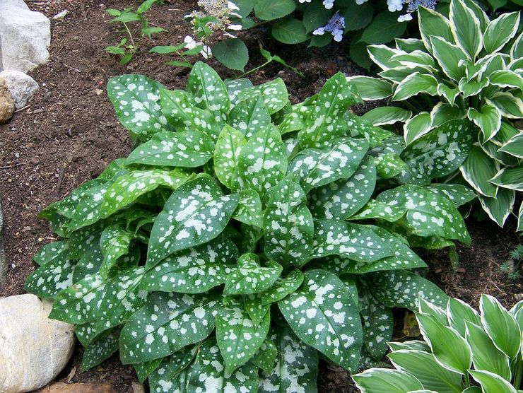 Menanam lungwort di tanah terbuka