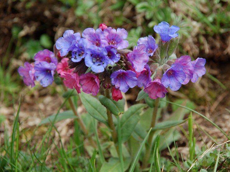 Penjagaan lungwort di kebun