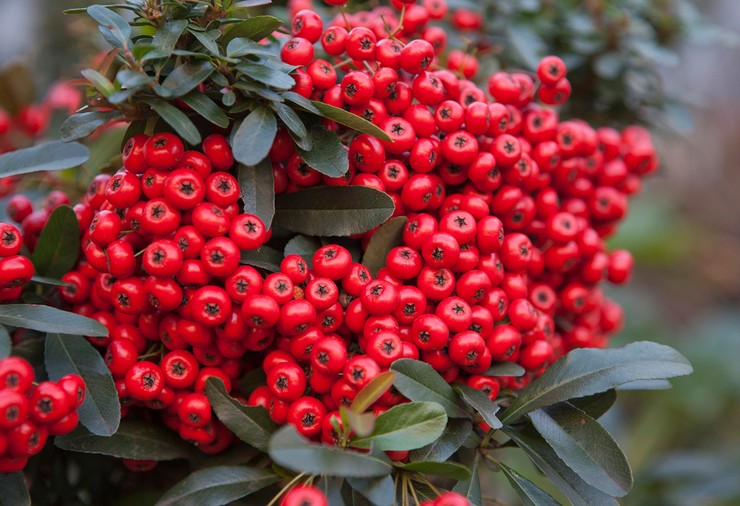 Pyracantha: plantering och vård i det öppna fältet, odling, foton och arter