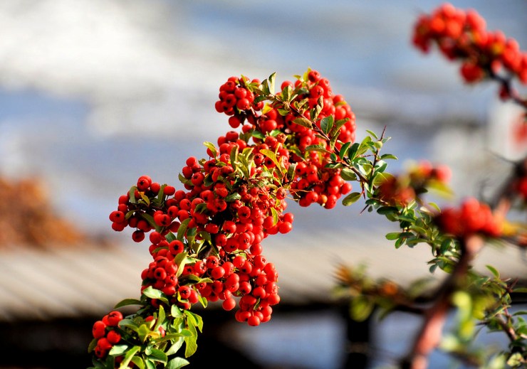 Pyracantha dalam reka bentuk landskap