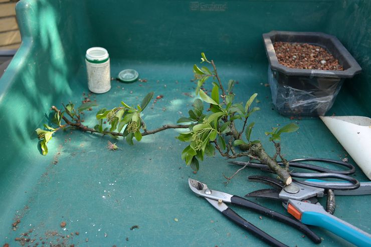 Det finns inga strikta regler för hur man beskär en pyracantha