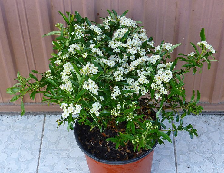 Avel pyracantha