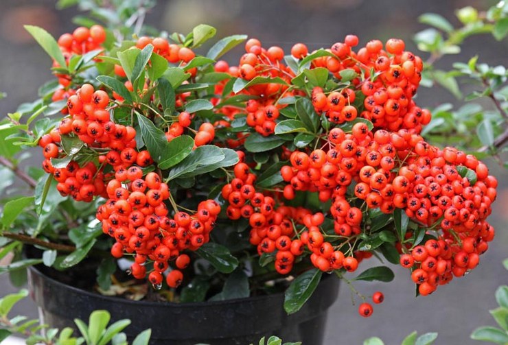 Odling av pyracantha frön från frön