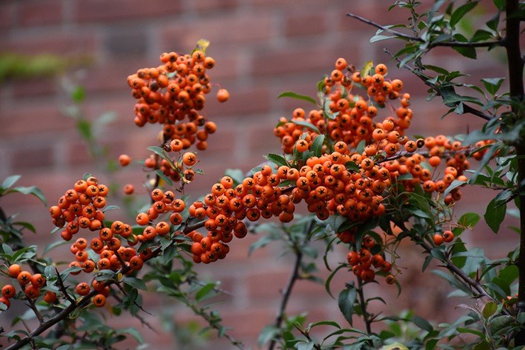 Att ta hand om en pyracantha i trädgården