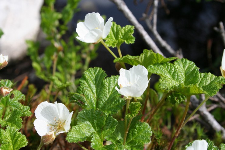 Menanam cloudberry di tanah terbuka