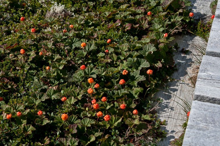 Menjaga cloudberry di taman