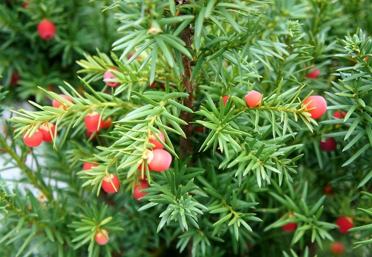 Idegran: plantering och vård i det öppna fältet, odling, foton och typer