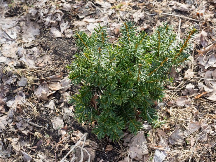 Plantering av idegran i öppen mark