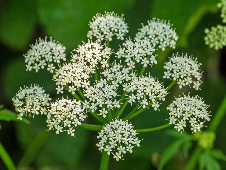 Rumput melarikan diri