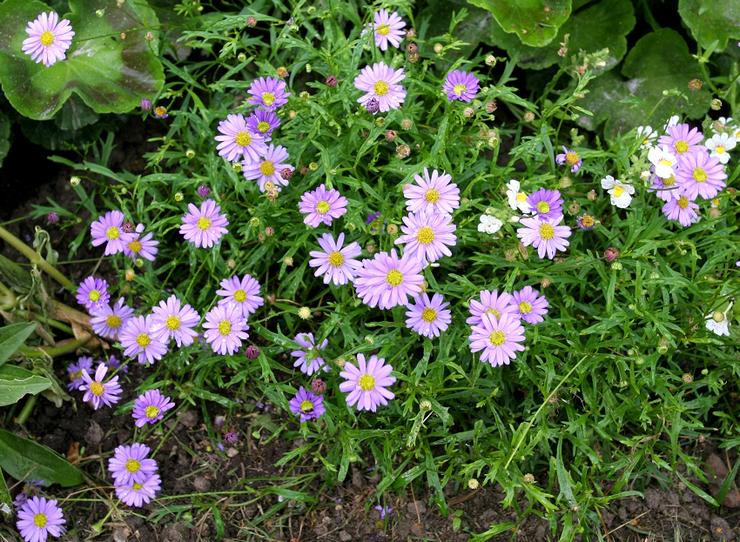 Plantering av ett brachikom i öppen mark