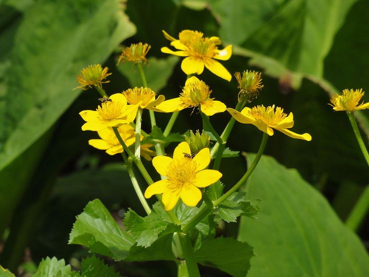 Fisty marigold