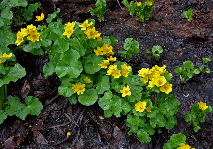 Ringblomma med flera kronblad