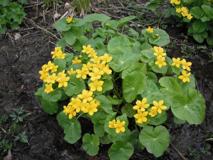 Menanam marigold di tanah terbuka