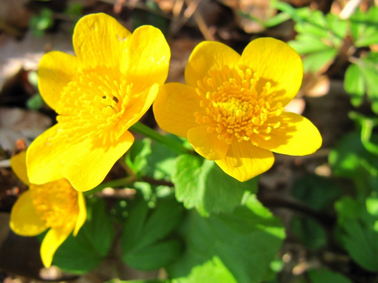 Avelsmetoder för ringblomma