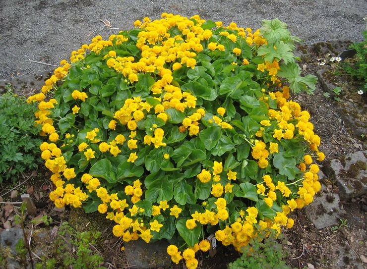 Penjagaan marigold