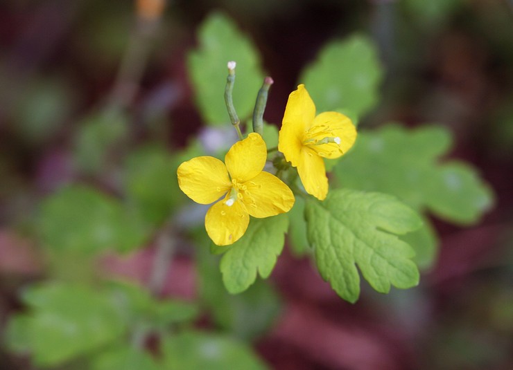 celandine asia