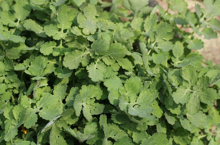 Planterar celandine