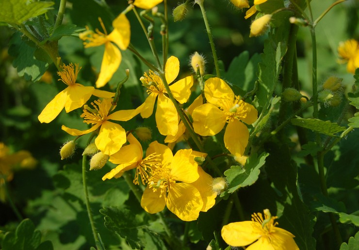 Celandine