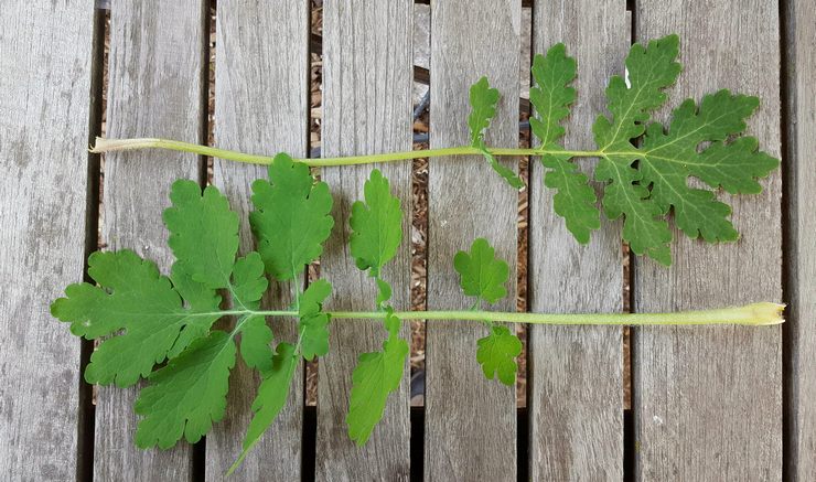 Insamling och förvaring av celandine