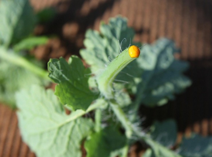 Läkande egenskaper hos celandine