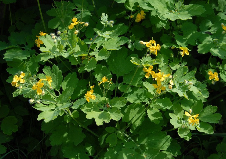 Sköter om celandine i trädgården