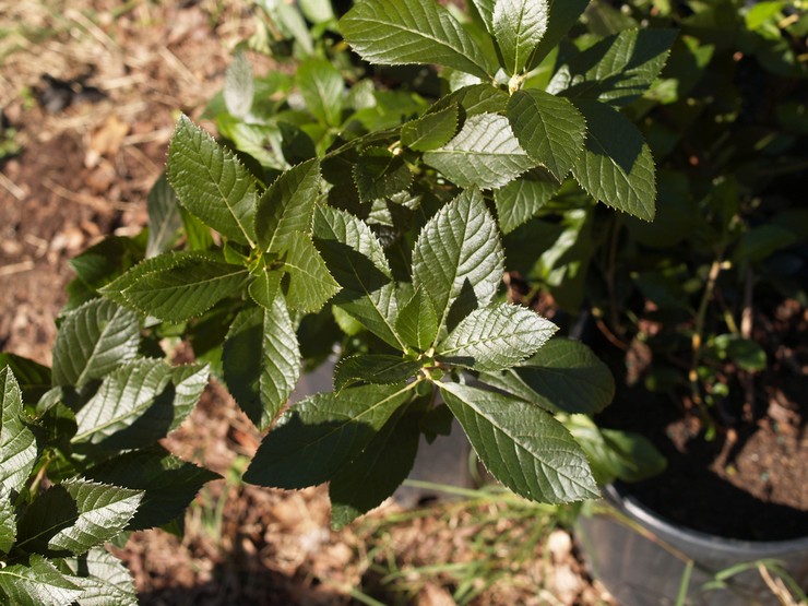 Plantering av en bur i öppen mark