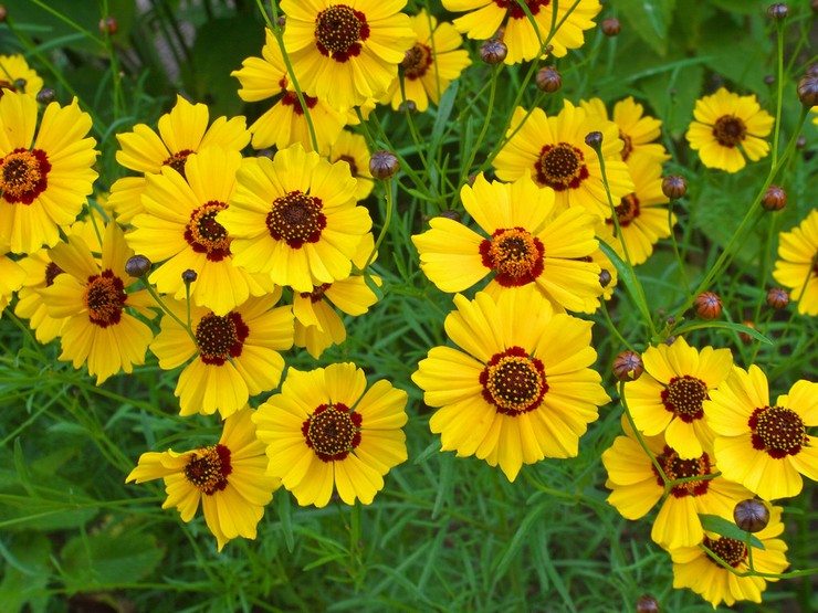 Coreopsis: plantering och vård i det öppna fältet, växer från frön, foton och arter