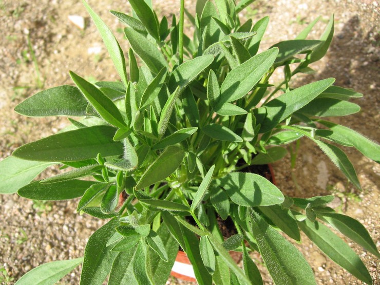 Menanam coreopsis di tanah terbuka