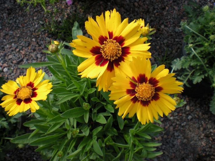 Coreopsis vård i trädgården