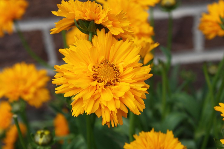 Jenis dan jenis coreopsis