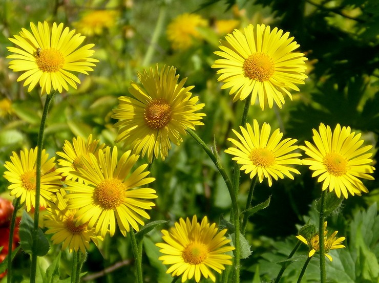 Doronicum: tumbuh dari biji, menanam dan merawat di ladang terbuka